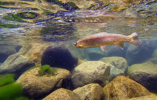 Yosemite Rivers Fly Shop underwater trout picture